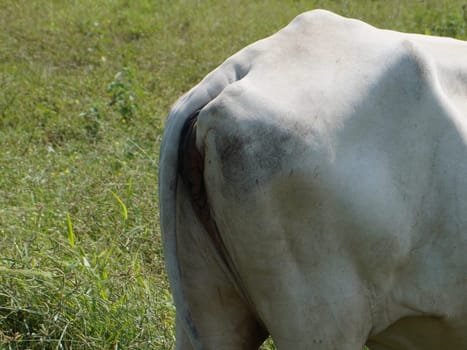 Native Thai cows in the countryside grasslands. Cows eat grass naturally.