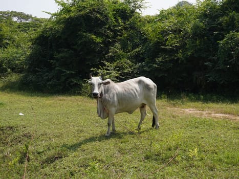 Native Thai cows in the countryside grasslands. Cows eat grass naturally.