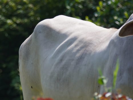Native Thai cows in the countryside grasslands. Cows eat grass naturally.