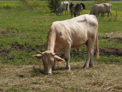 Native Thai cows in the countryside grasslands. Cows eat grass naturally.