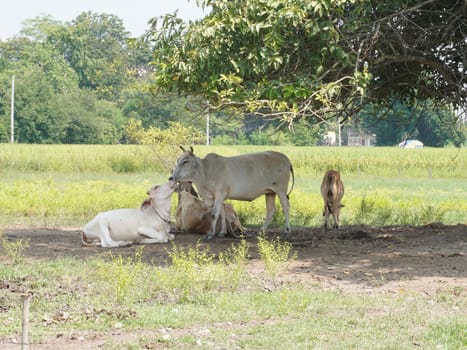 Native Thai cows in the countryside grasslands. Cows eat grass naturally.