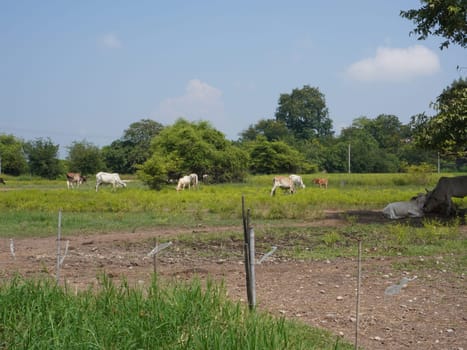 Native Thai cows in the countryside grasslands. Cows eat grass naturally.