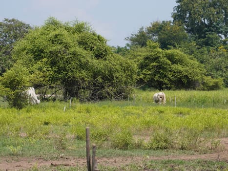 Native Thai cows in the countryside grasslands. Cows eat grass naturally.