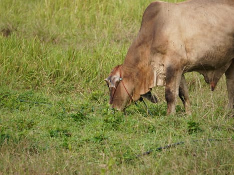 Native Thai cows in the countryside grasslands. Cows eat grass naturally.