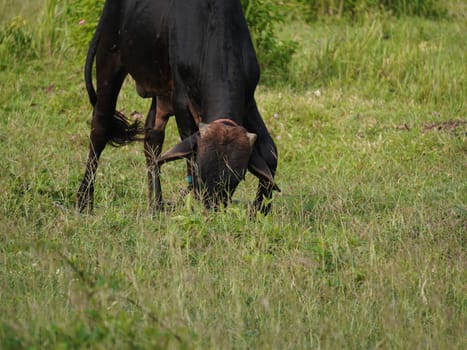 Native Thai cows in the countryside grasslands. Cows eat grass naturally.