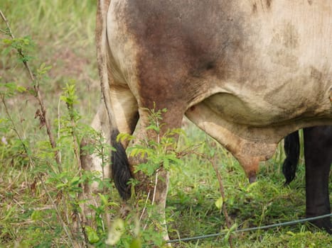 Native Thai cows in the countryside grasslands. Cows eat grass naturally.