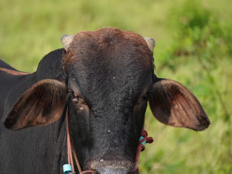 Native Thai cows in the countryside grasslands. Cows eat grass naturally.