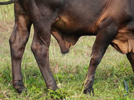 Native Thai cows in the countryside grasslands. Cows eat grass naturally.