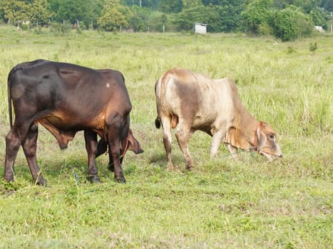 Native Thai cows in the countryside grasslands. Cows eat grass naturally.