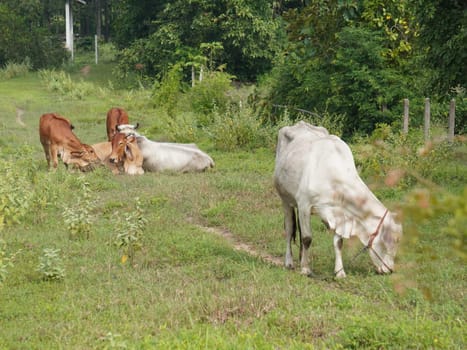 Native Thai cows in the countryside grasslands. Cows eat grass naturally.