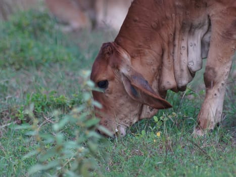 Native Thai cows in the countryside grasslands. Cows eat grass naturally.