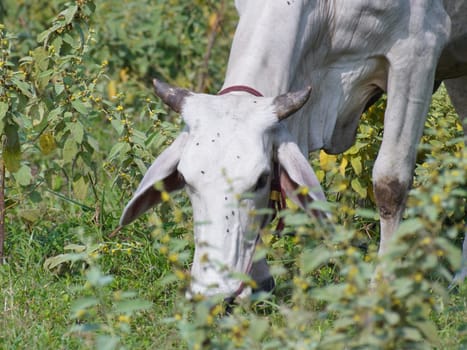 Native Thai cows in the countryside grasslands. Cows eat grass naturally.