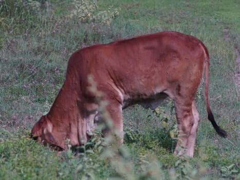 Native Thai cows in the countryside grasslands. Cows eat grass naturally.