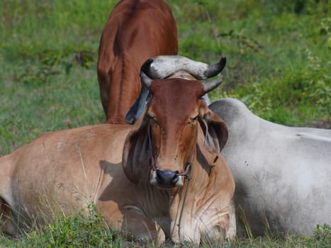 Native Thai cows in the countryside grasslands. Cows eat grass naturally.