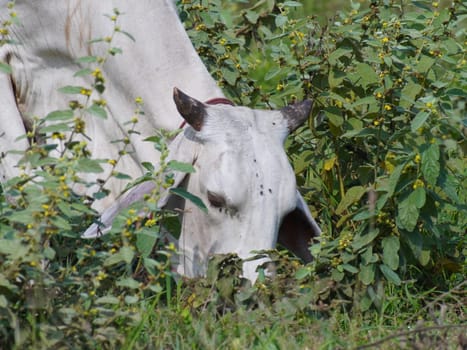 Native Thai cows in the countryside grasslands. Cows eat grass naturally.