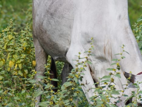 Native Thai cows in the countryside grasslands. Cows eat grass naturally.