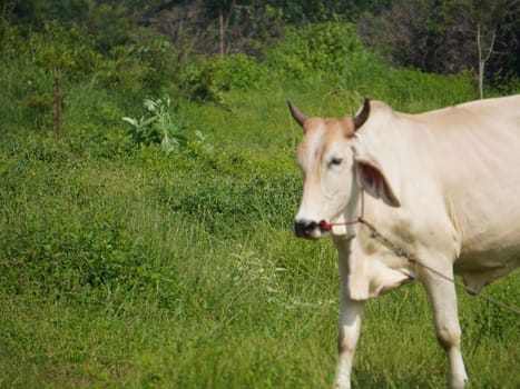 Native Thai cows in the countryside grasslands. Cows eat grass naturally.