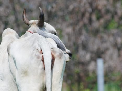 Native Thai cows in the countryside grasslands. Cows eat grass naturally.