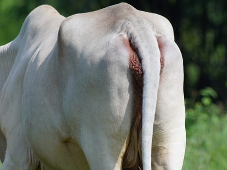 Native Thai cows in the countryside grasslands. Cows eat grass naturally.