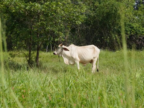 Native Thai cows in the countryside grasslands. Cows eat grass naturally.