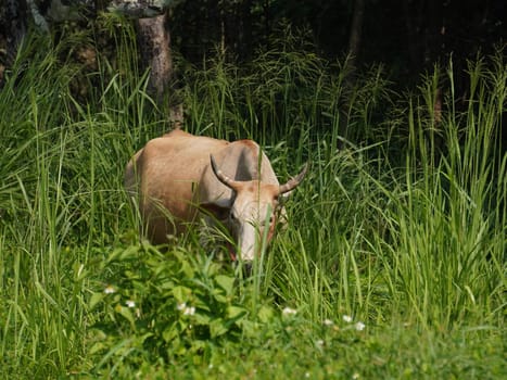 Native Thai cows in the countryside grasslands. Cows eat grass naturally.