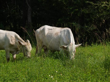 Native Thai cows in the countryside grasslands. Cows eat grass naturally.