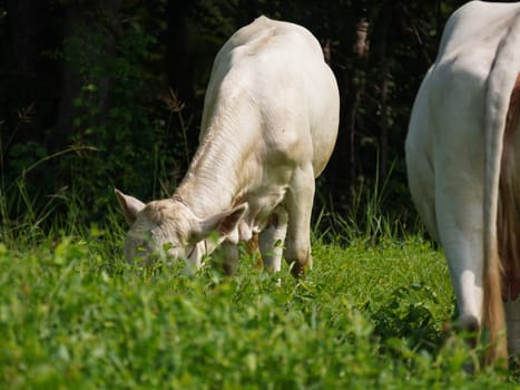 Native Thai cows in the countryside grasslands. Cows eat grass naturally.