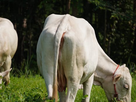 Native Thai cows in the countryside grasslands. Cows eat grass naturally.