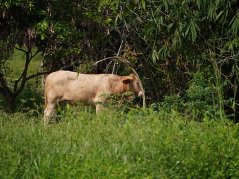 Native Thai cows in the countryside grasslands. Cows eat grass naturally.
