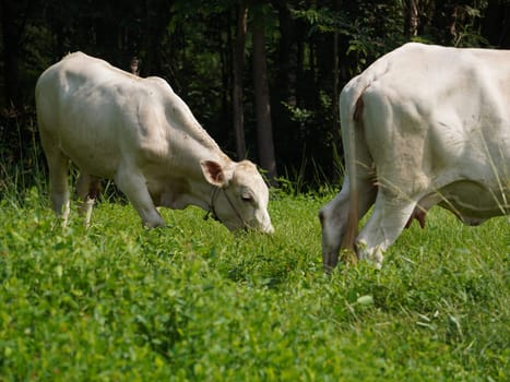 Native Thai cows in the countryside grasslands. Cows eat grass naturally.