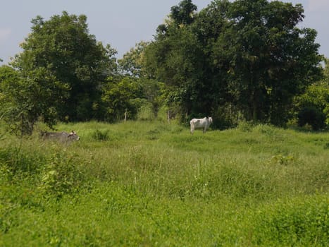Native Thai cows in the countryside grasslands. Cows eat grass naturally.