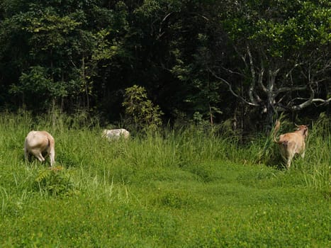 Native Thai cows in the countryside grasslands. Cows eat grass naturally.