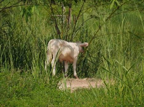 Native Thai cows in the countryside grasslands. Cows eat grass naturally.