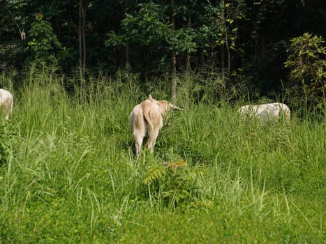 Native Thai cows in the countryside grasslands. Cows eat grass naturally.
