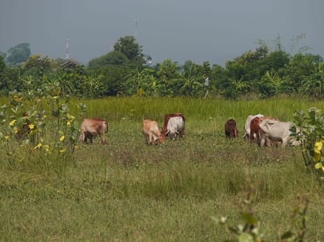 Native Thai cows in the countryside grasslands. Cows eat grass naturally.