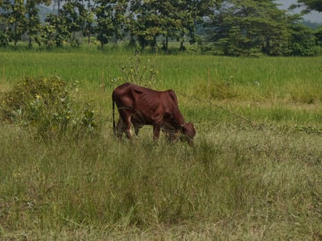 Native Thai cows in the countryside grasslands. Cows eat grass naturally.