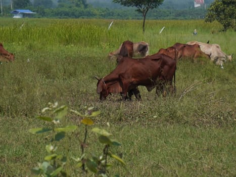 Native Thai cows in the countryside grasslands. Cows eat grass naturally.