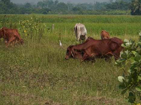 Native Thai cows in the countryside grasslands. Cows eat grass naturally.