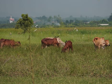 Native Thai cows in the countryside grasslands. Cows eat grass naturally.