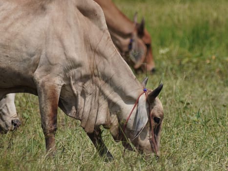 Native Thai cows in the countryside grasslands. Cows eat grass naturally.