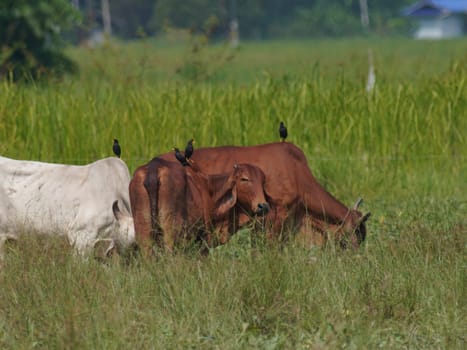 Native Thai cows in the countryside grasslands. Cows eat grass naturally.