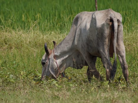 Native Thai cows in the countryside grasslands. Cows eat grass naturally.