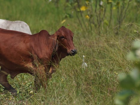 Native Thai cows in the countryside grasslands. Cows eat grass naturally.