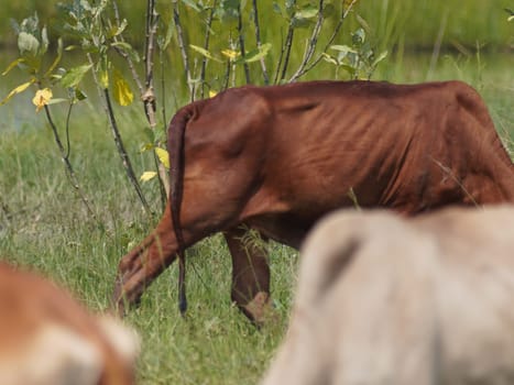 Native Thai cows in the countryside grasslands. Cows eat grass naturally.