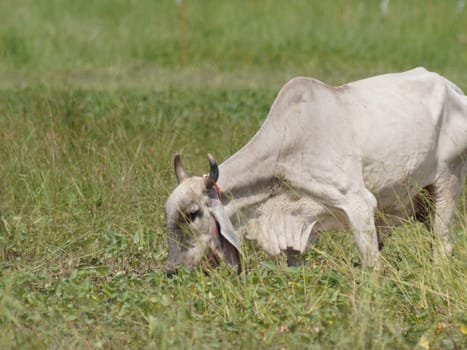 Native Thai cows in the countryside grasslands. Cows eat grass naturally.