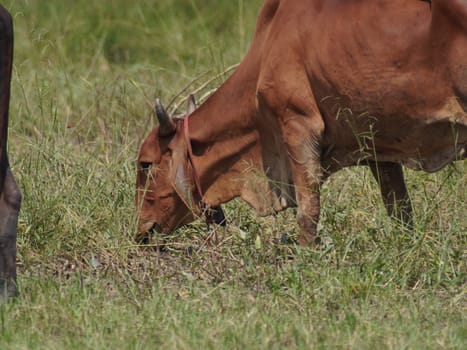 Native Thai cows in the countryside grasslands. Cows eat grass naturally.