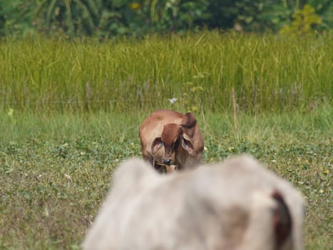 Native Thai cows in the countryside grasslands. Cows eat grass naturally.