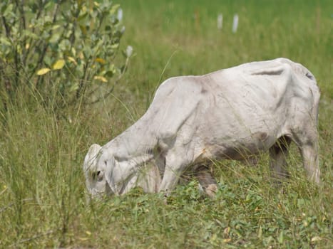 Native Thai cows in the countryside grasslands. Cows eat grass naturally.