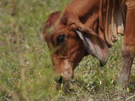 Native Thai cows in the countryside grasslands. Cows eat grass naturally.