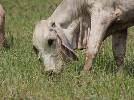 Native Thai cows in the countryside grasslands. Cows eat grass naturally.